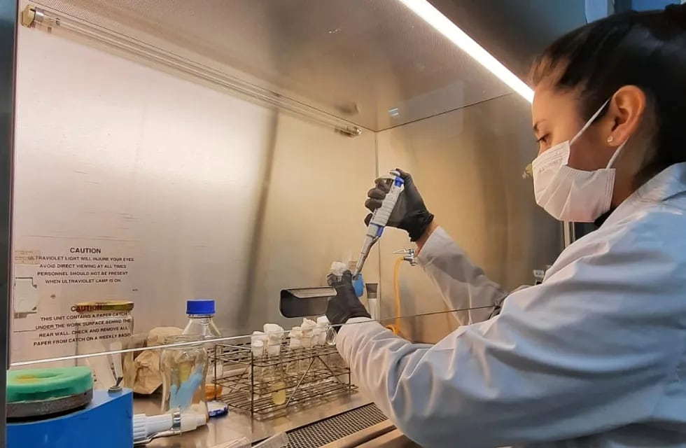 Cintya Elizabeth Salinas Alcón, trabajando en su proyecto en los laboratorios de la Facultad de Ingeniería de la Universidad Nacional de Jujuy (UNJu).