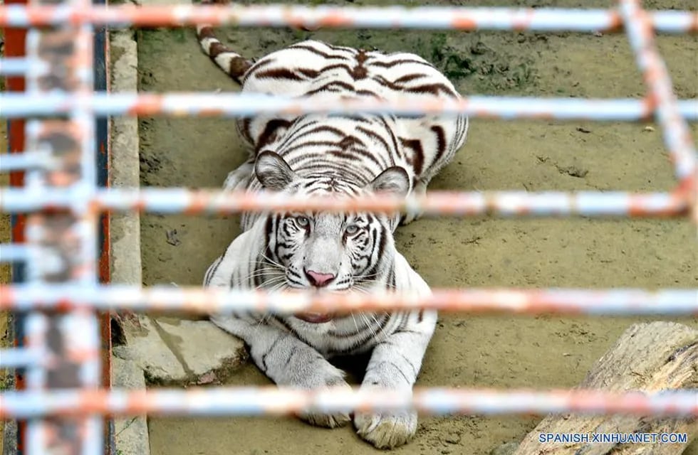 Intentaron robar la caja fuerte de un zoológico de Río Negro, la cual era custodiada por un tigre. (Imagen ilustrativa).