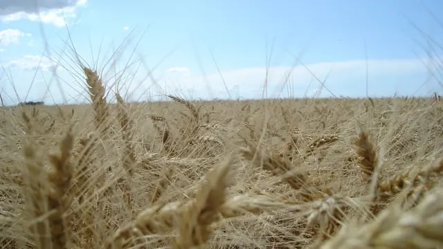 Cultivo de trigo en Córdoba