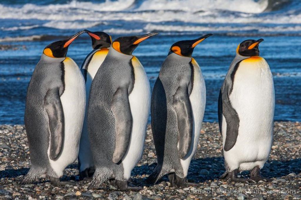 Pinguinos Rey