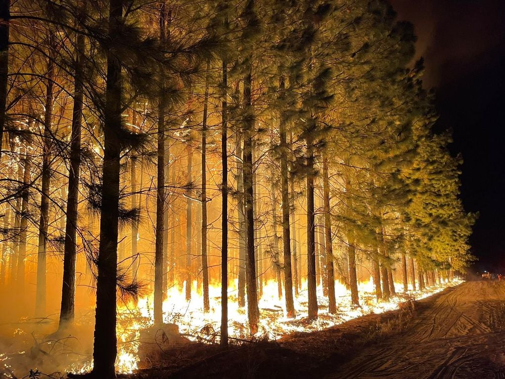 Los incendios ya arrasaron con más de 31.000 hectáreas en Corrientes.