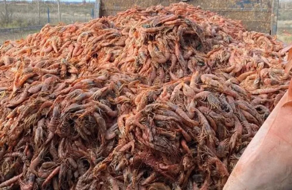 Langostinos desperdiciados por conflicto gremial (Foto: Industria pesquera)