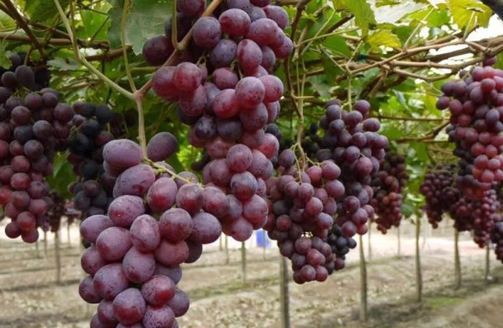 La evolución de las uvas en San Juan.