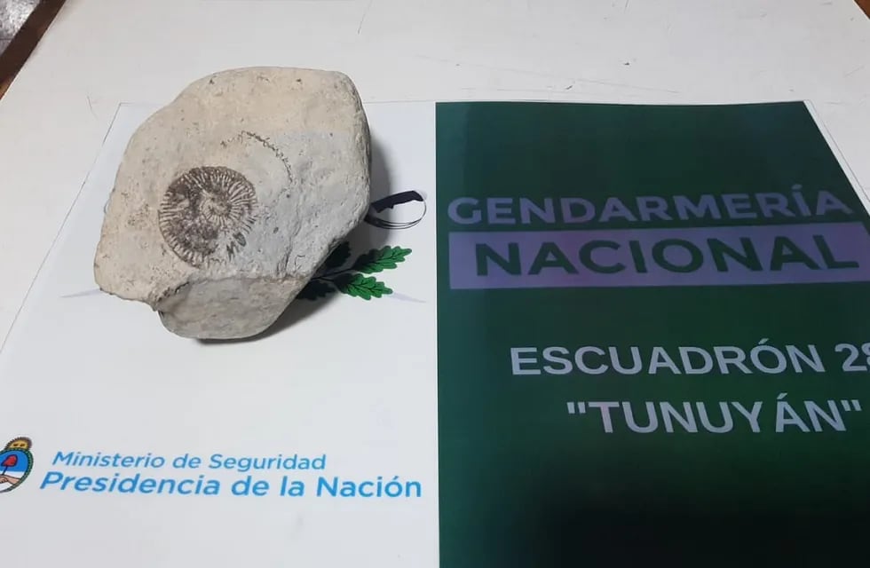 La roca paleontológica incautada de un vehpiculo pro Gendarmería Nacional en San Carlos.