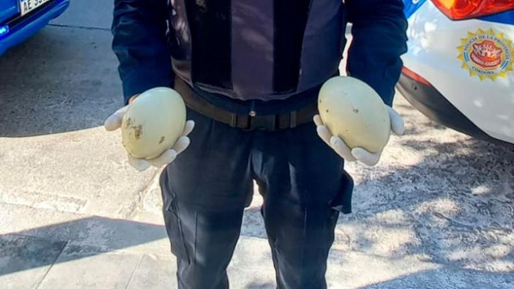 Los huevos de ñandú fueron hallados en barrio Alto Alberdi.