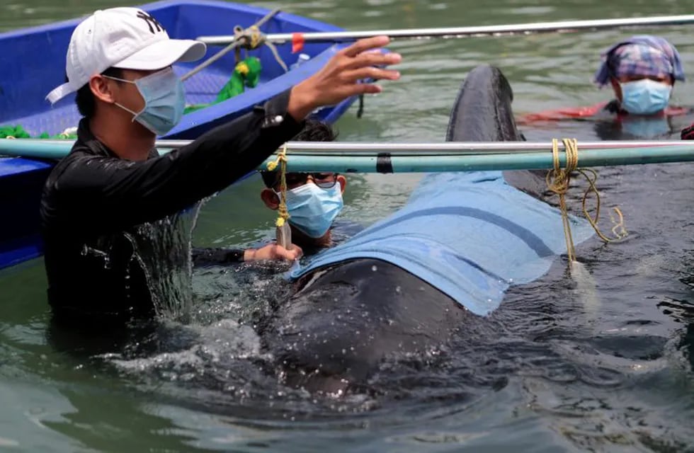 Murió una ballena en Tailandia luego de tragarse ochenta bolsas de plástico. (Foto: EFE/EPA/STR THAILAND OUT)