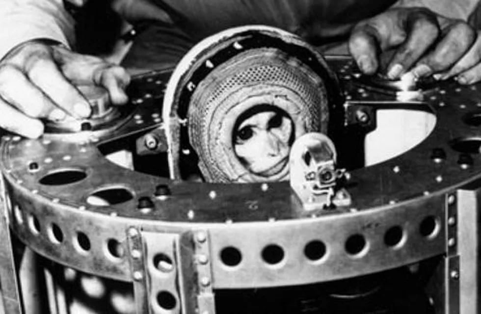 El mono Juan, el primer astronauta argentino