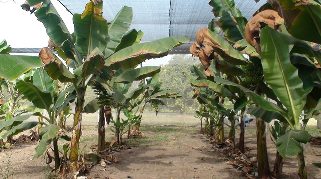 En un ensayo comparativo iniciado en 2020, investigadores de la Estación Experimental de Cultivos Tropicales del INTA "Yuto" evalúan diferentes estrategias de manejo de los bananales.