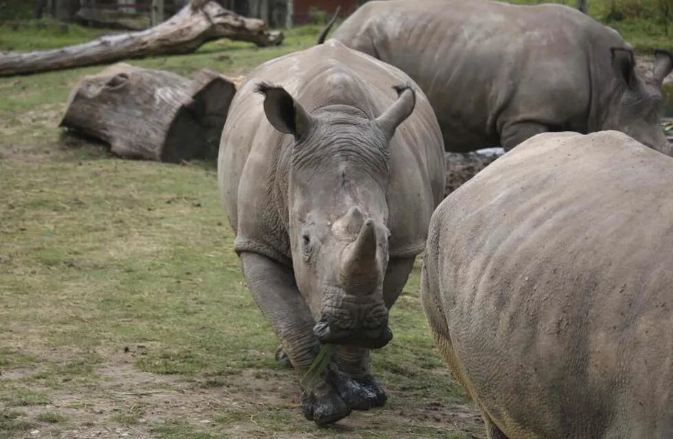 TH03 THOIRY (FRANCIA) 08/03/2017.- El rinoceronte Vince camina por su recinto en el Zoo de Thoiry al oeste de París (Francia) en una fotografía de fecha desconocida. Varios individuos mataron la noche del 6 al 7 de marzo a un rinoceronte del zoo de Thoiry, a unos cuarenta kilómetros de París, y se llevaron uno de sus colmillos, denunció el director del centro que en una entrevista a la emisora \