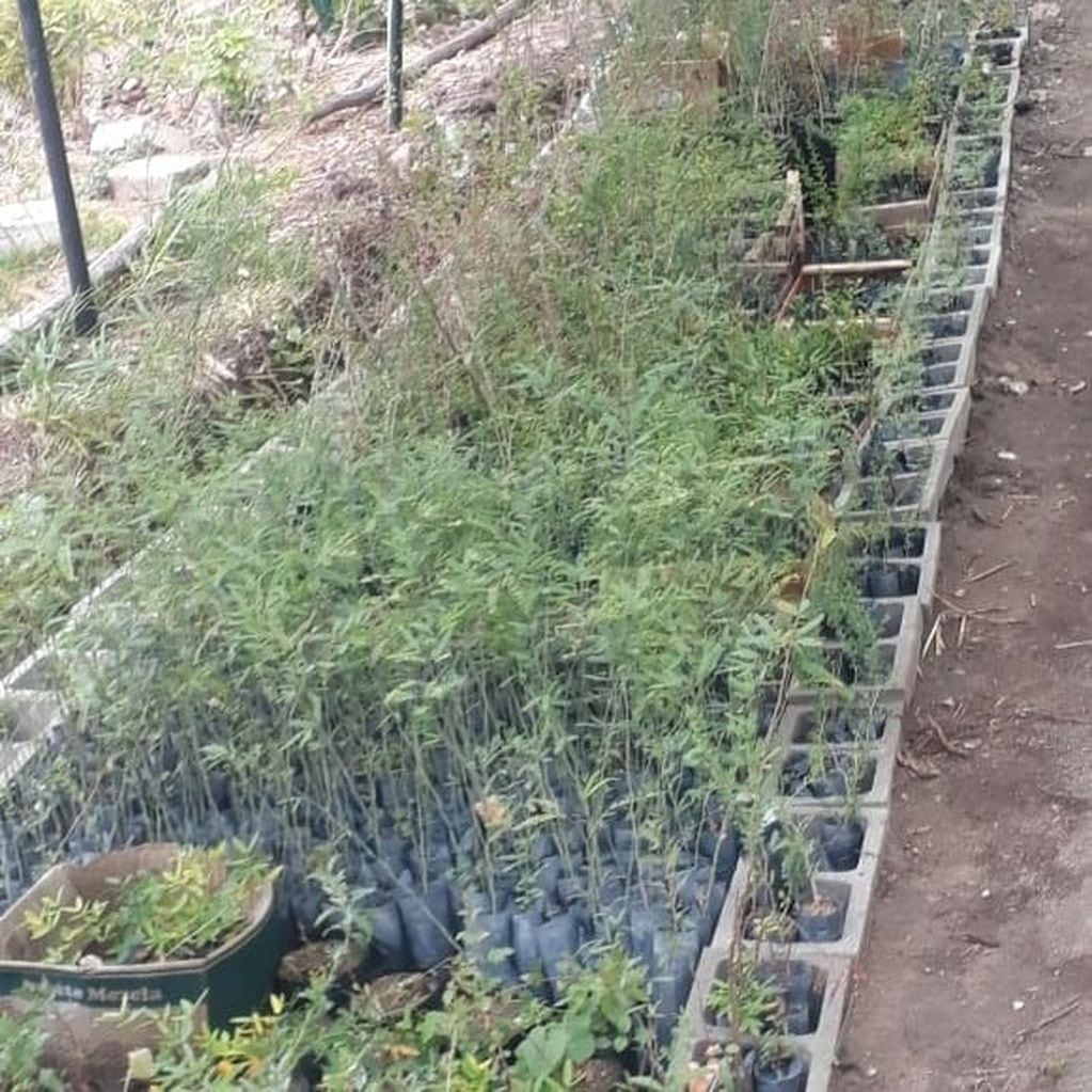 Fueron trasplantados plantines de tres especies: algarrobo, sauce criollo y arca. (Foto: Dirección Medio Ambiente).