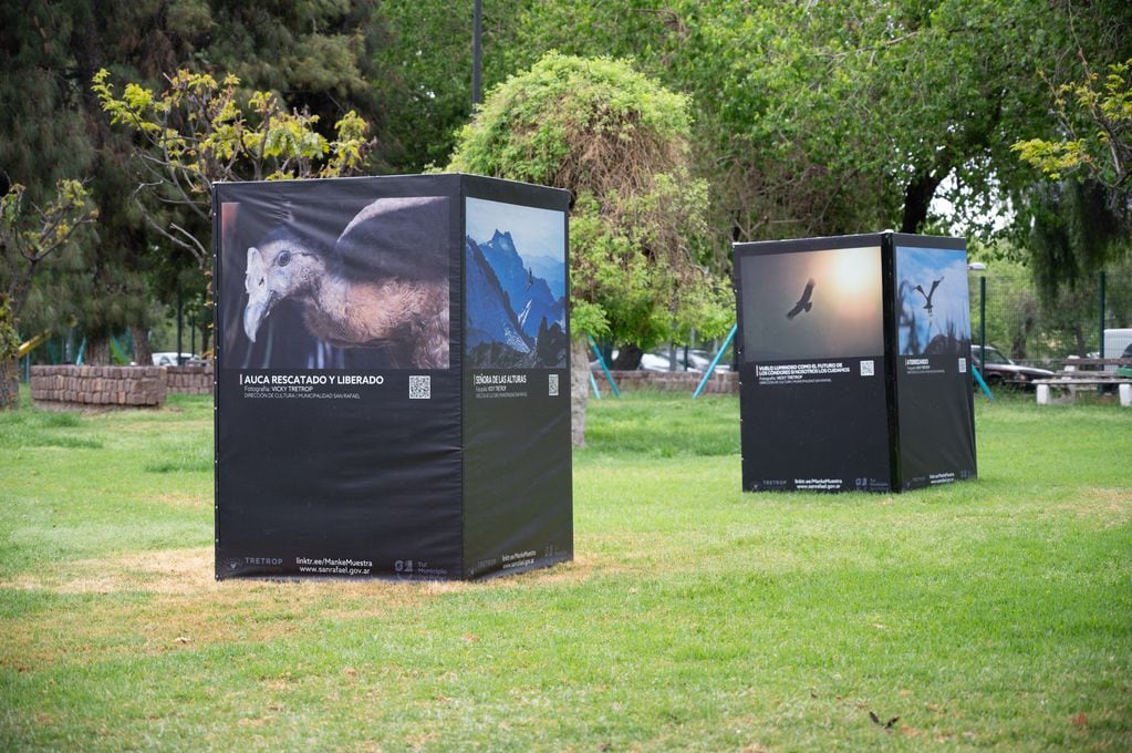 La Ciudad celebra el Día Nacional de las Aves con una muestra fotográfica sobre el cóndor.