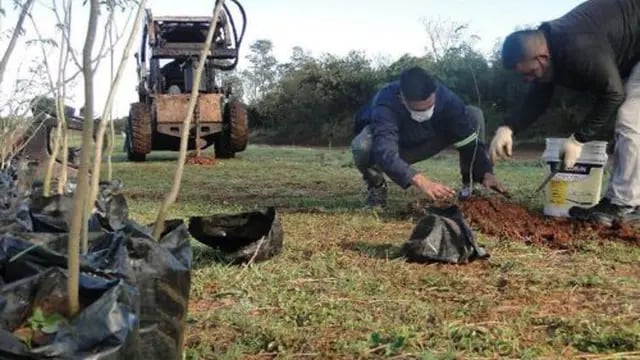 Plantaron un total de 500 árboles en la ciudad de Posadas