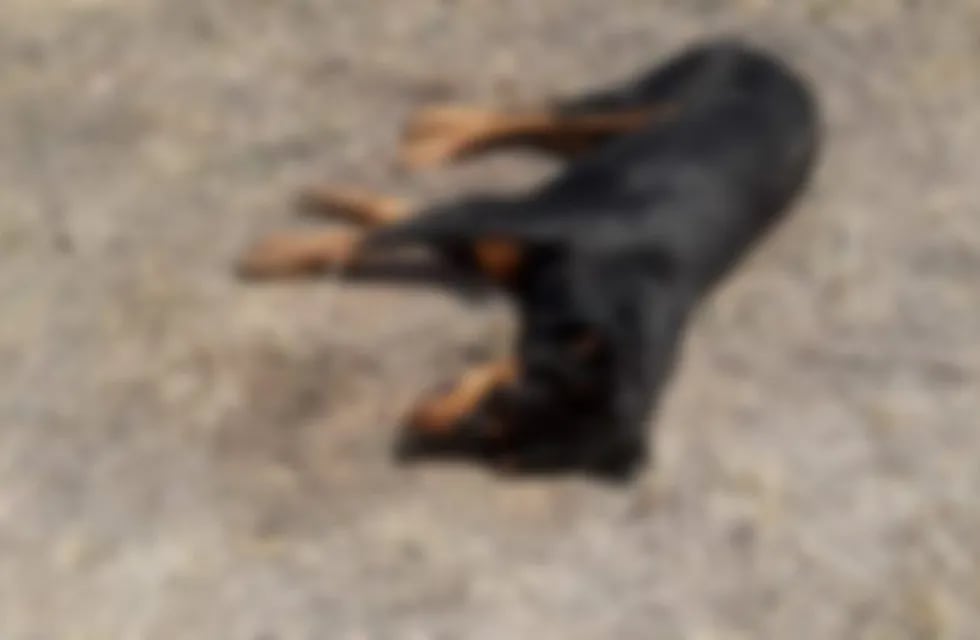 Perros envenenados en San Luis Blur