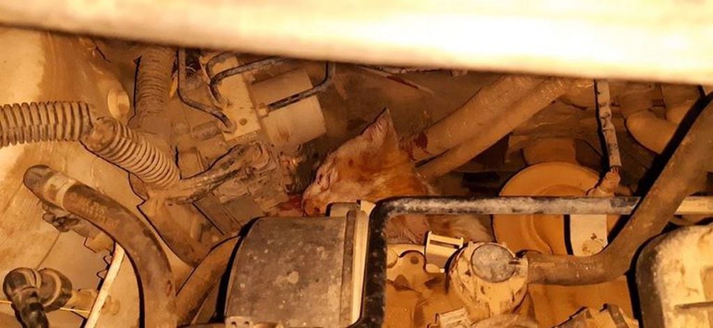 Bomberos de Arroyito extrajeron un gato del motor de un vehiculo
