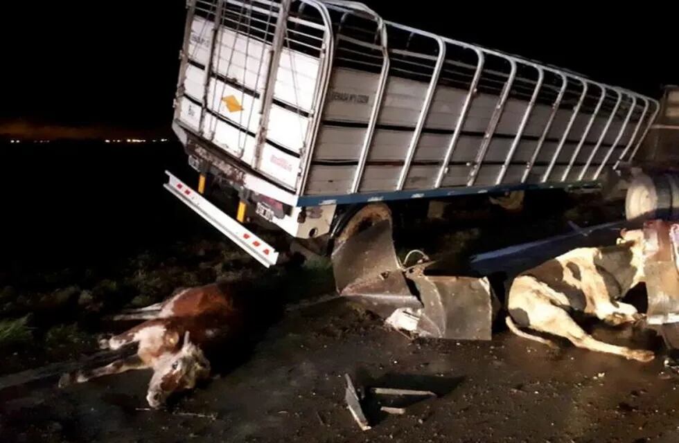 El vuelco de una camión con ganado en la autopista Rosario-Córdoba obligó a cortar la mano a Rosario a la altura de Armstrong. (Cable Imagen Armstrong)