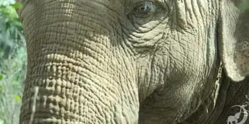 Fallecimiento de la elefanta Pocha