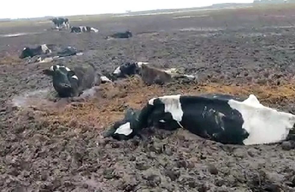 vacas muertas en el barro en Buchardo