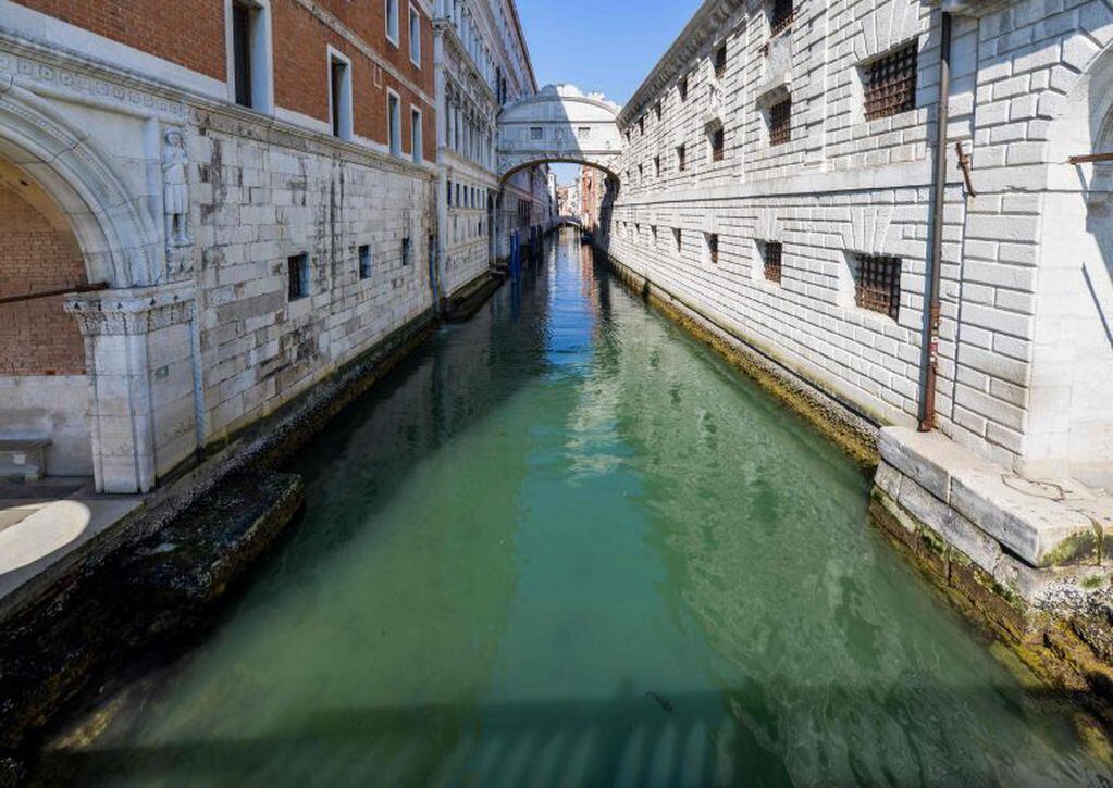 El agua de los canales de Venecia se volvió cristalina y se llenó de peces, patos y cisnes. (Foto: Andrea Pattaro/AFP)