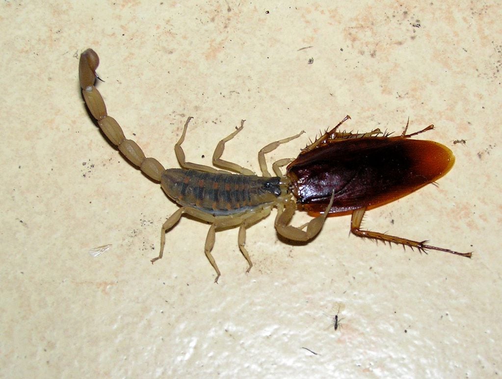 Un alacrán alimentándose de una cucaracha.