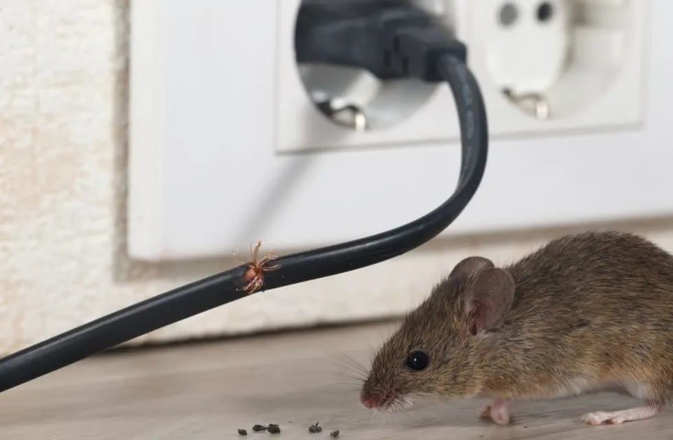 Un hombre de La Plata usa su casa para criar ratas y se excusa diciendo que \