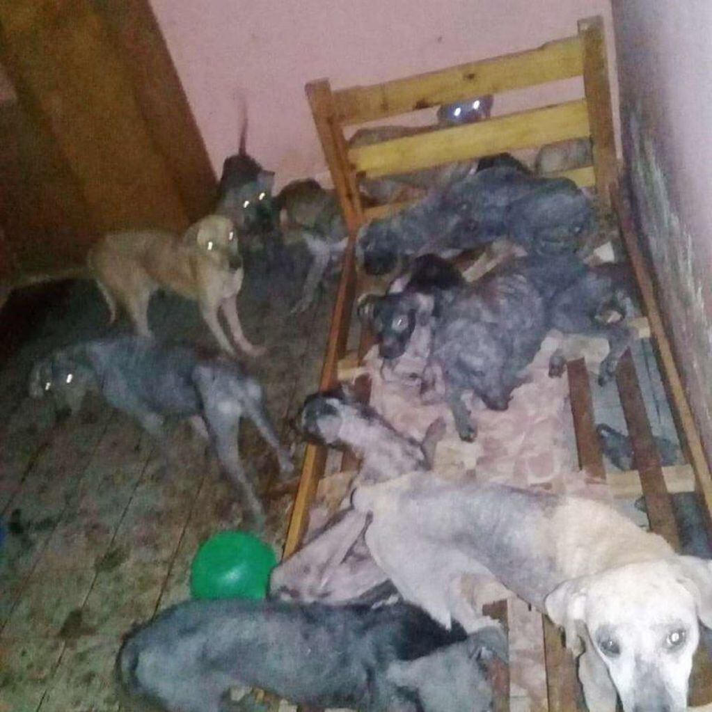 Encontraron 32 perros abandonados en una casa