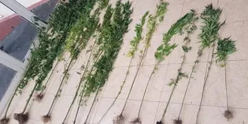 Detenido con plantas de marihuana