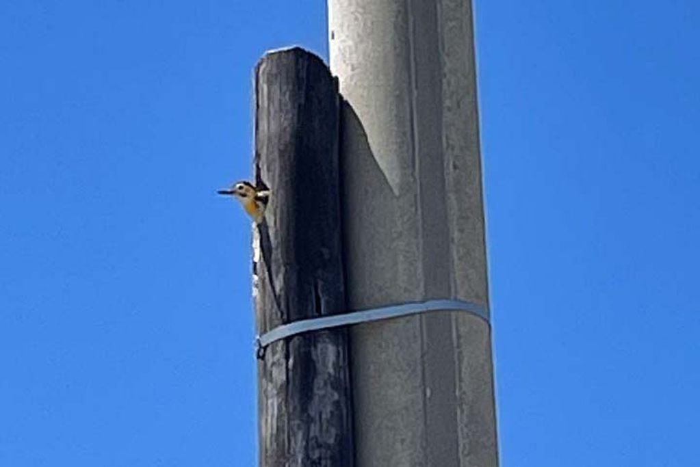 Ingenio. Para salvar el nido de un pájaro carpintero en un barrio de Ucacha (Gentileza).