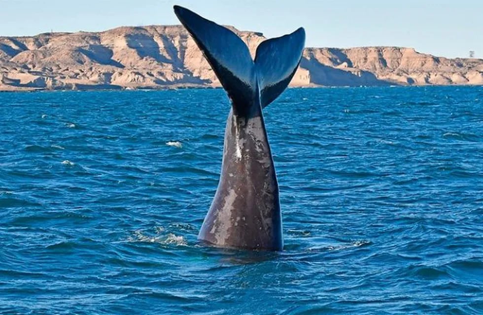 Ballenas visitaron Punta del Marques