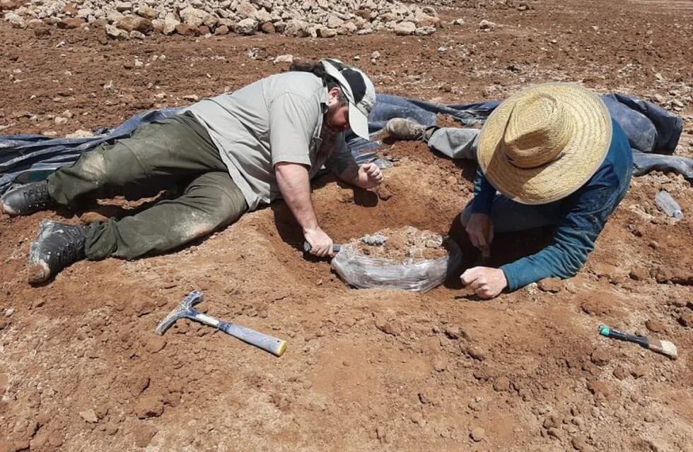 Descubren restos de una osa gigante fósil en Carmen de Areco