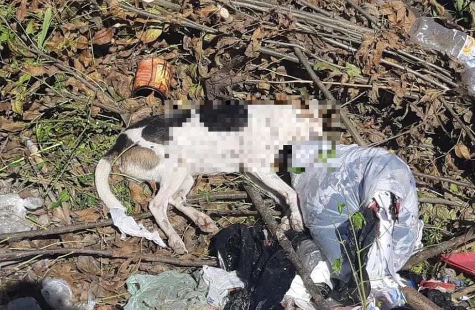 Vecino mata perros y gatos con comida envenenada