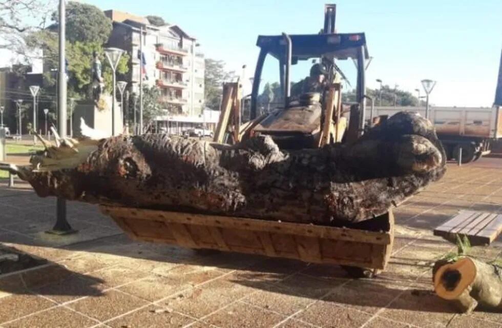 Un árbol centenario caído en el Parque República del Paraguay en Posadas. (El Territorio)