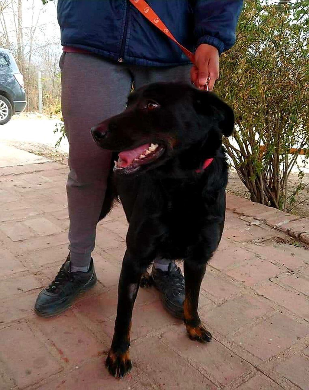 "Paca" la perra que cautivó a Lucas con quien ya disfruta de un hogar. (Foto: Facebook / Muni Mascotas VCP).