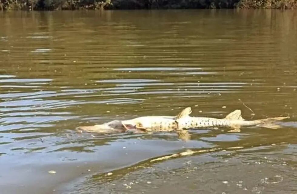 Autoridades investigan la muerte de decenas de peces en la Represa Urugua-í de Puerto Libertad.