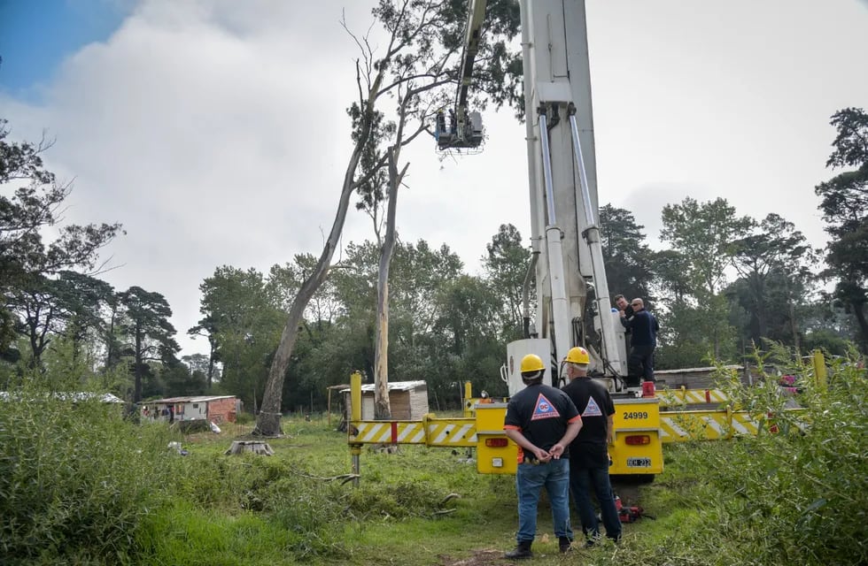 Defensa Civil estuvo presente en el barrio Parque Palermo, ante la posible caída de un árbol de gran porte.