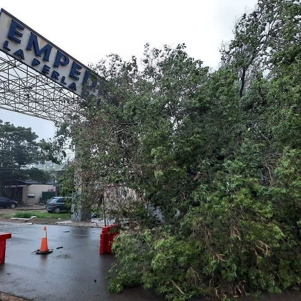 Un árbol bloqueó temporalmente la entrada a Empedardo.