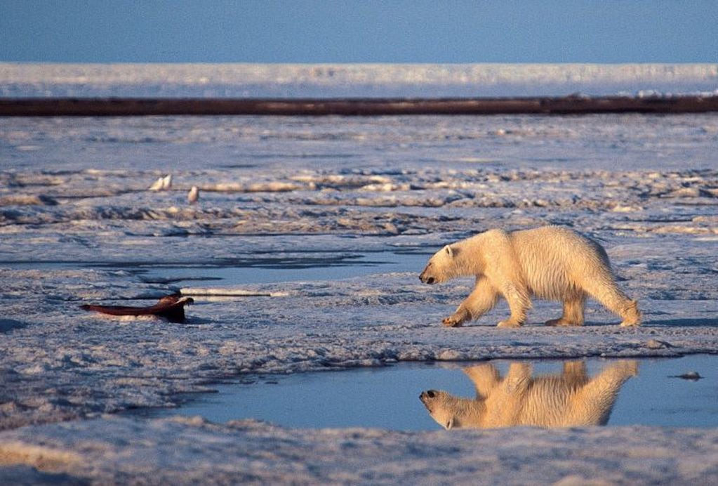 Los osos polares, amenazados por el cambio climático, migran de su hábitat natural porque ya no encuentran allí refugio ni comida. (AP)