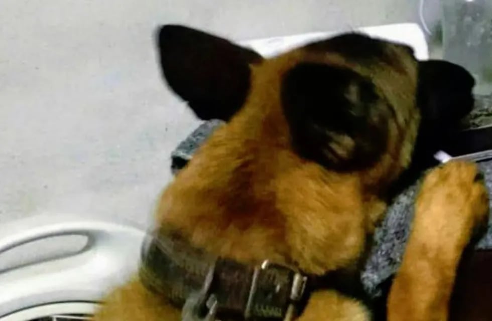 El perro Byron de la FPA otra vez detectó droga enterrada en el patio de una casa de San Francisco. (FPA)