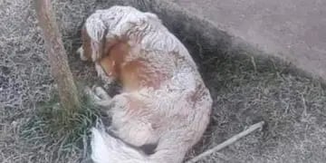 Una perrita murió congelada