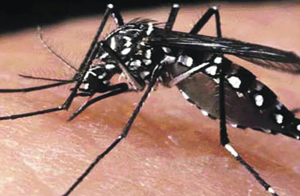 La titular del Programa de Control de Vectores de Salud Pública pidió a la sociedad controlar todos aquellos lugares donde pueda desarrollarse el mosquito.