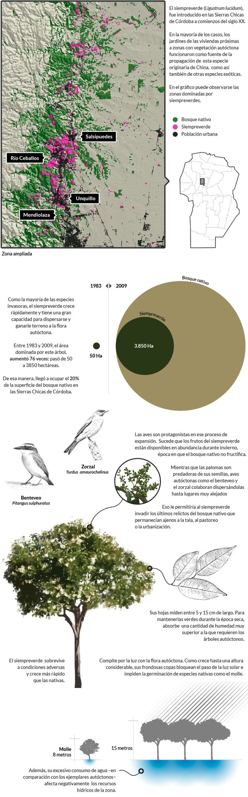 Los siempreverdes afectan la diversidad de aves en Sierras Chicas.