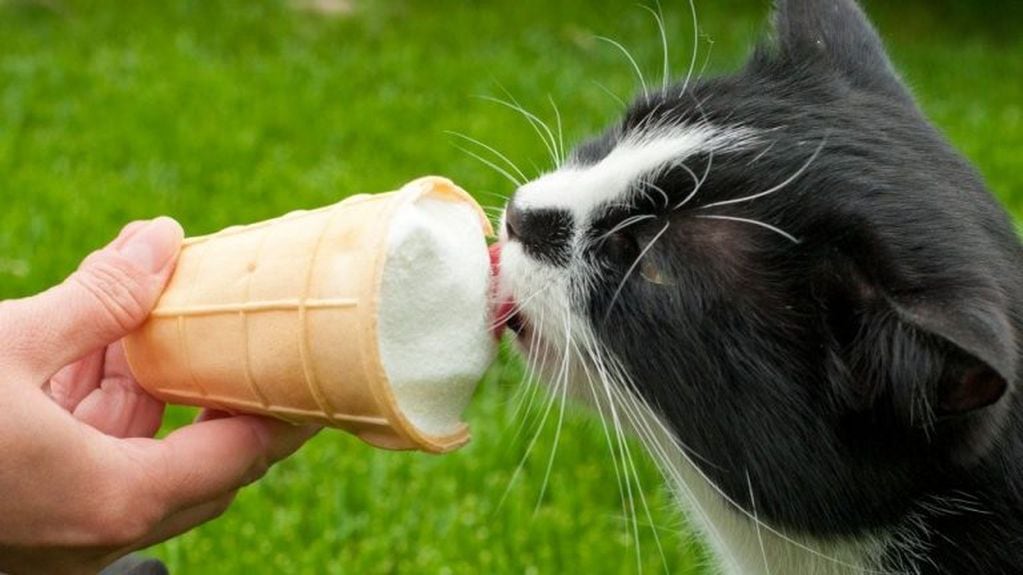 gatito comiendo helado