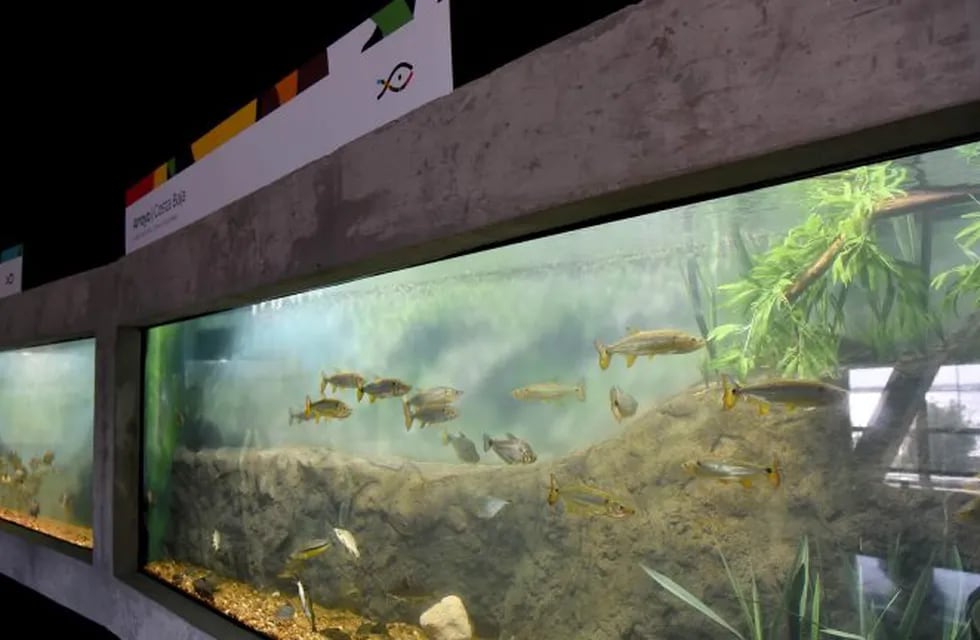 El complejo posee una decena de tanques y peceras para exhibir 80 especies de la región. (Prensa Gobierno de Santa Fe)