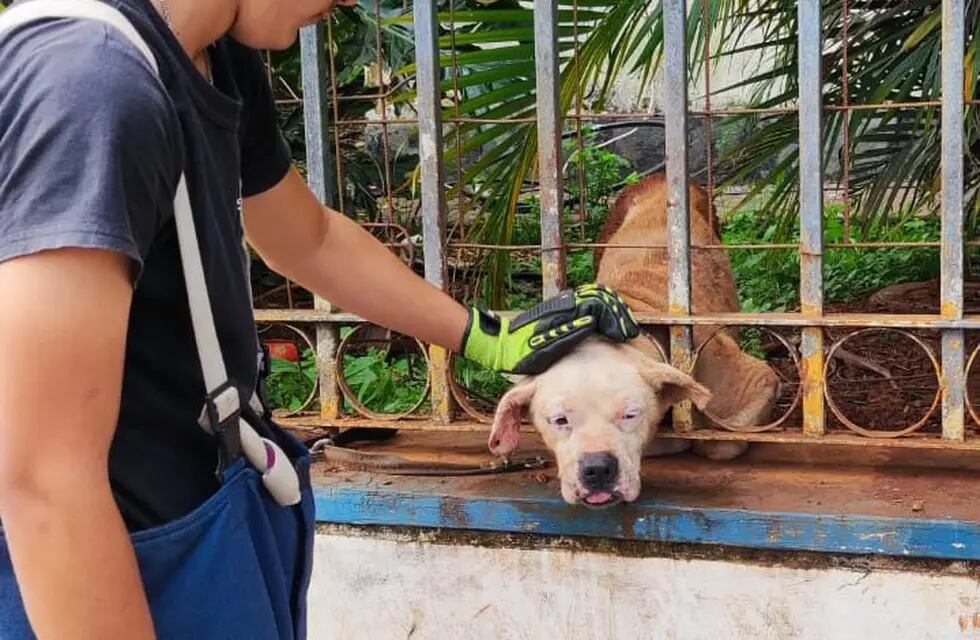 Bomberos rescatan a perro atrapado en una reja