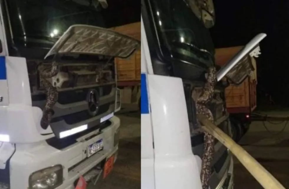 Una serpiente se metió en la parte delantera de un camión