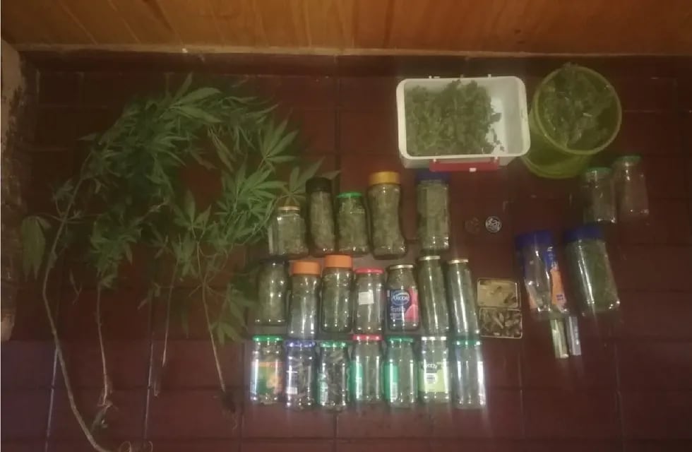 Frascos con hojas secas y cogollos de marihuana entre otros derivados de la planta.