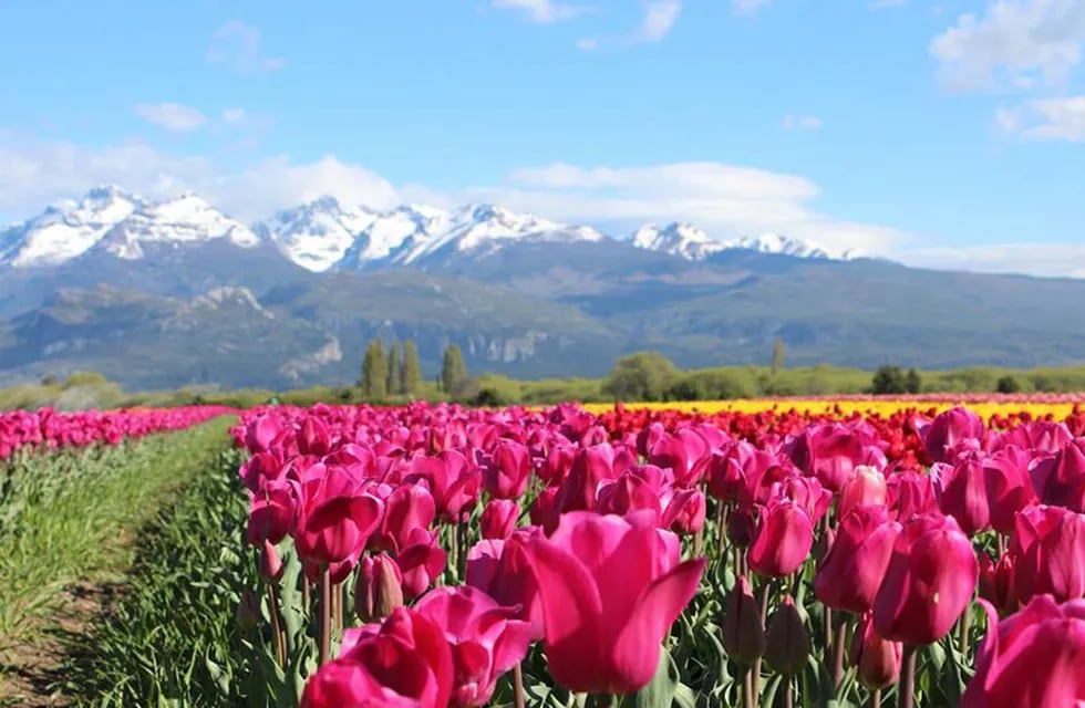 Tulipanes de Chubut
