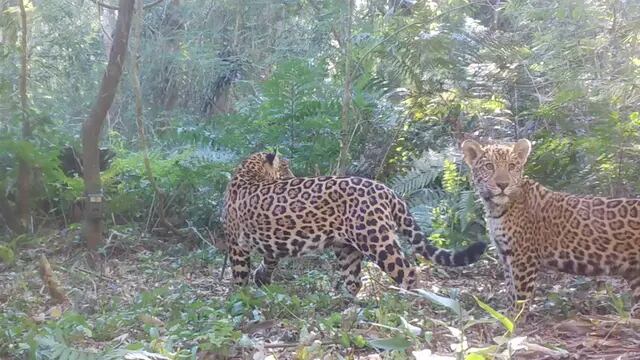 Gentileza de Parque das Aves, Teconews Informa y Allan Silva