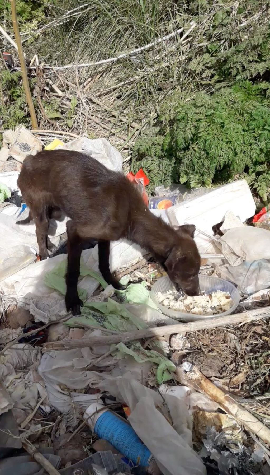 Rescató a dos perritas abandonadas en un camino rural de Azul. Foto: Facebook