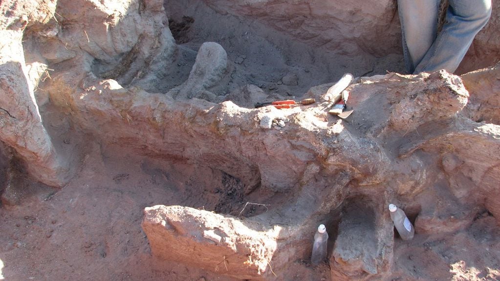 Inawentu oslatus, una nueva especie de dinosaurio, fue descubierta en Neuquén.