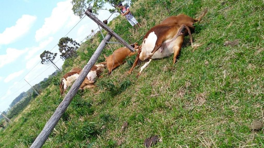 Seis vacas murieron electrocutadas por una línea de alta tensión al norte de Misiones